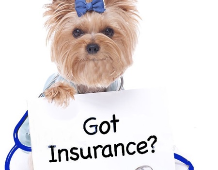 Pet Insurance